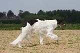 BARZOI 024